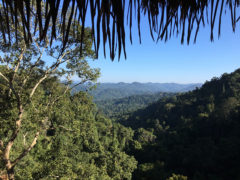 Discover Wandering-treehouse view, laos